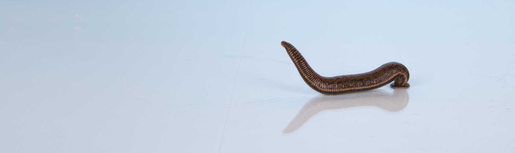 bi blutegel IMG 3884 1684