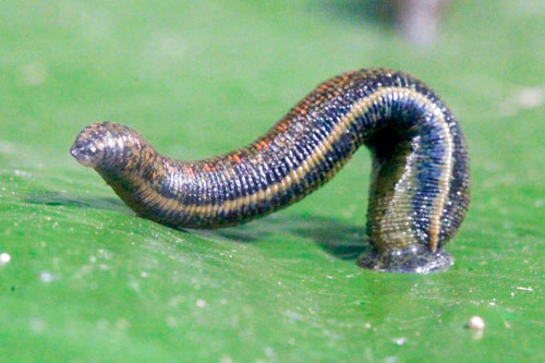 Medizinischer Blutegel in Fortbewegung auf Blatt