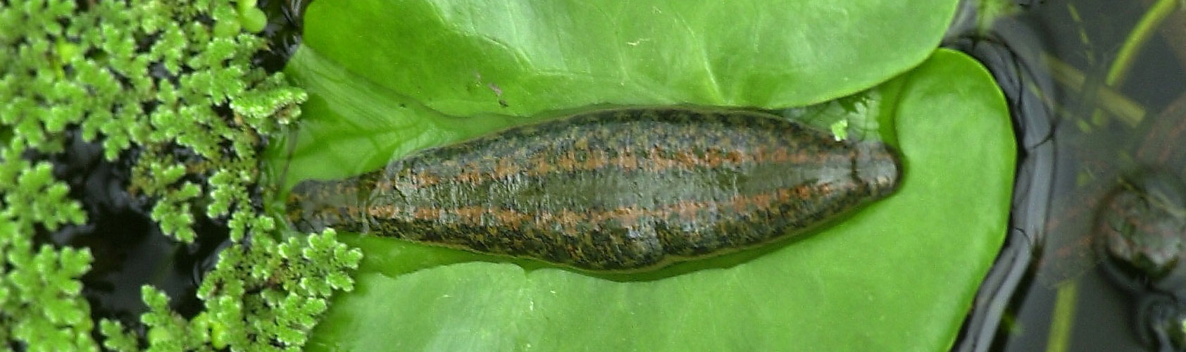 Blutegel im Teich auf einem Blatt width=