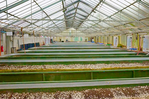 Die Halle mit den Blutegelteichen