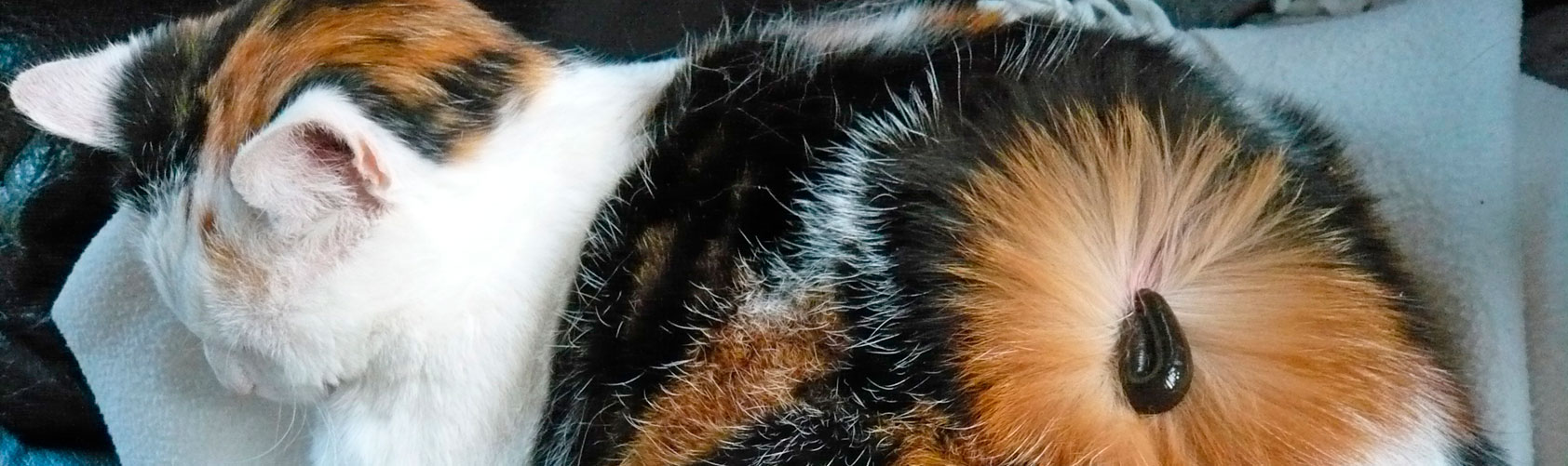 Blutegelbehandlung einer Katze