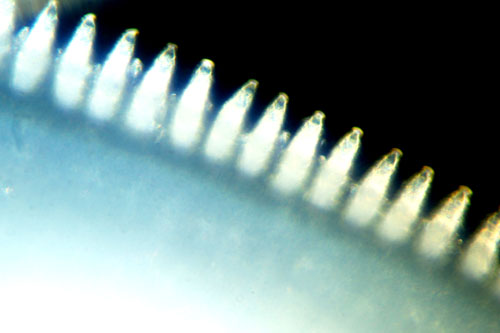 Kiefer eines Blutegels